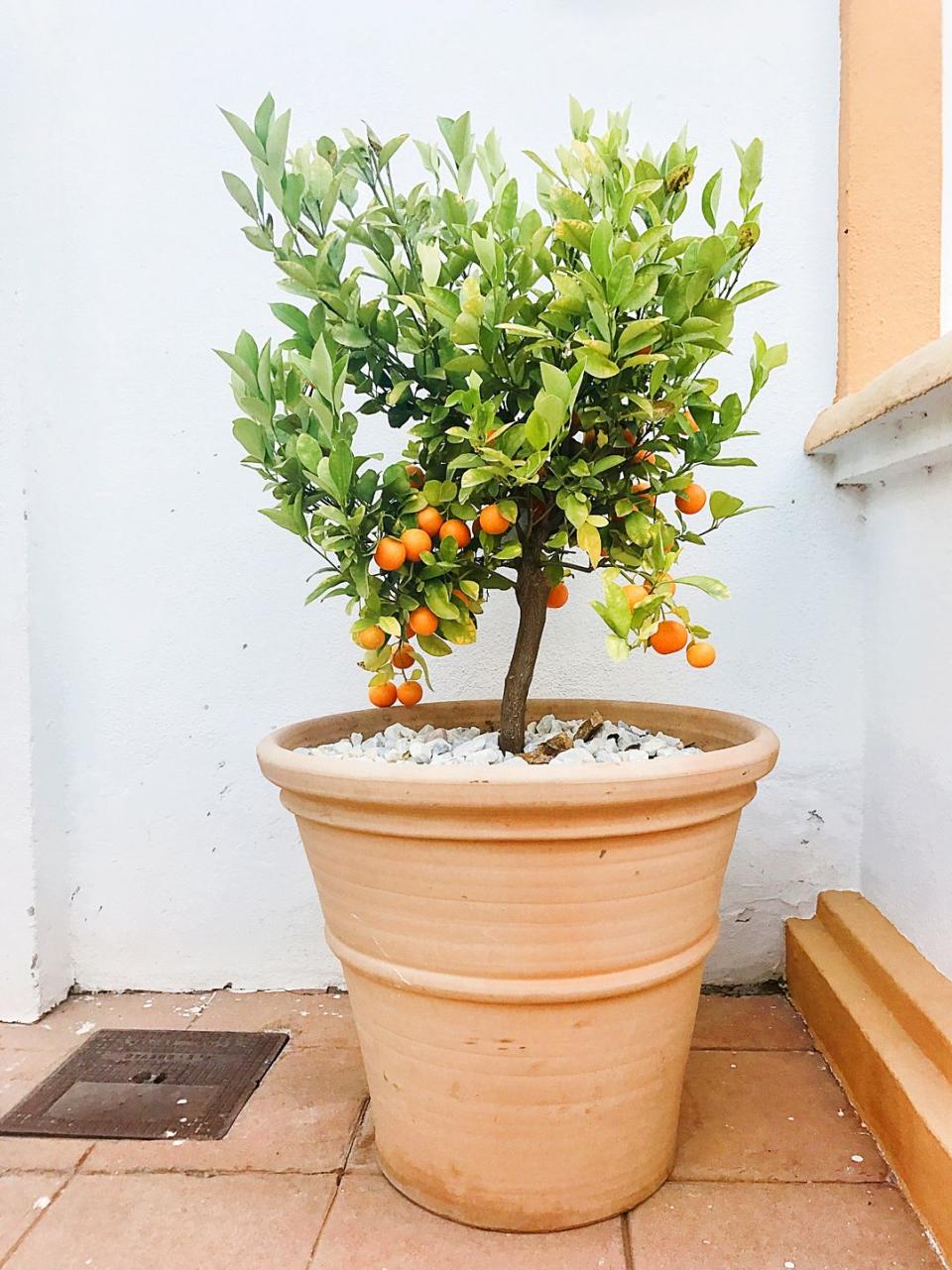 Potted Fruit Trees