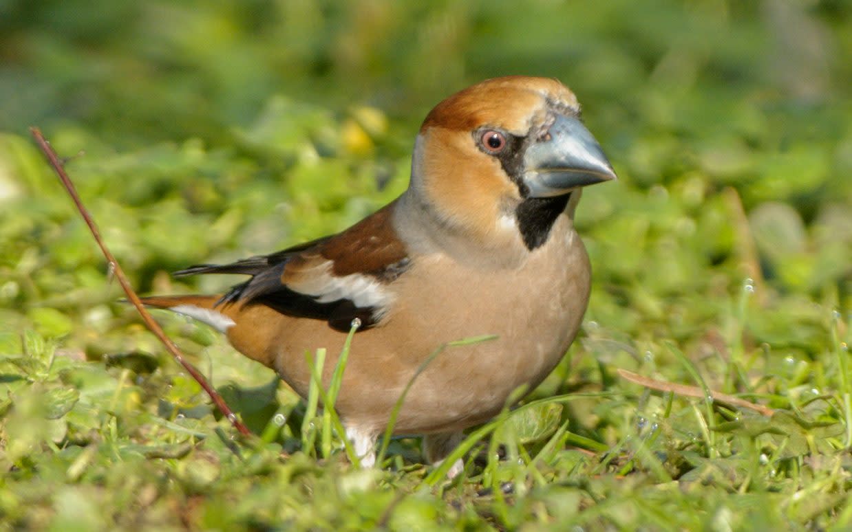 The hawfinch, Britain's most elusive finch - The National Trust