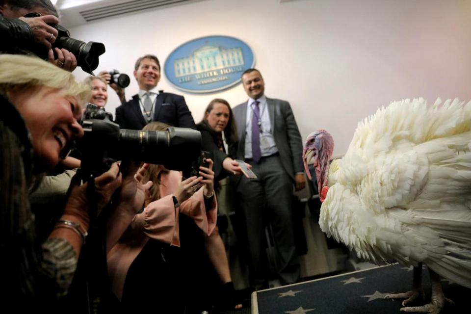 Wishbone, a 36-pound turkey, is presented to members of the press (REUTERS)