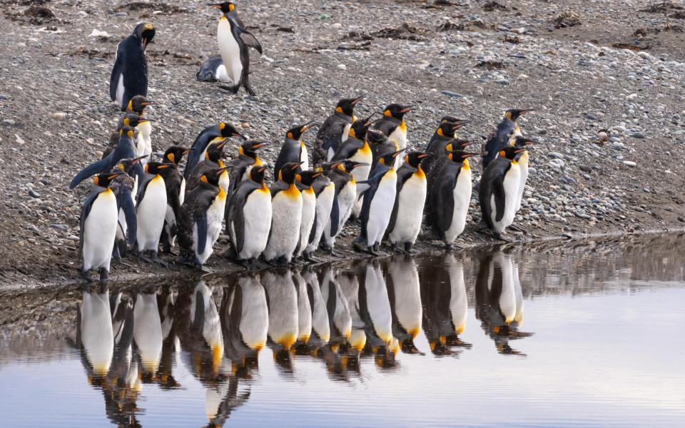 There are approximately 140 penguins in Tierra del Fuego