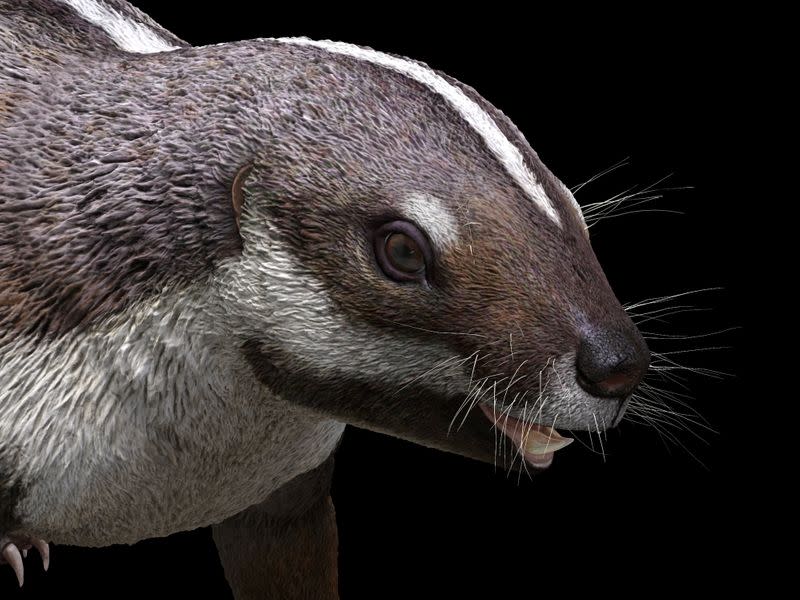 Life-like reconstruction of the opossum-sized mammal Adalatherium hui that lived 66 million years ago alongside dinosaurs on the island of Madagascar