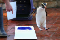 SYDNEY, AUSTRALIA - JUNE 27: 'Mr Munro' a Fiordland penguin jumps to the side leaving his paint prints on tiles next to a canvas at Taronga Zoo on June 27, 2012 in Sydney, Australia. Taronga and Western Plains Zoo today pledged a a new elephant conservation project in Thailand and animals at Taronga made their pledge by dipping their feet and hands in paint and smudging them on canvas. (Photo by Cameron Spencer/Getty Images)