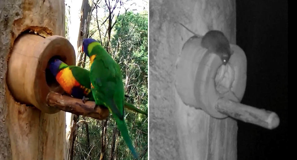 Screenshots of footage which shows native animals using the man-made hallows. Source: NSW Government 