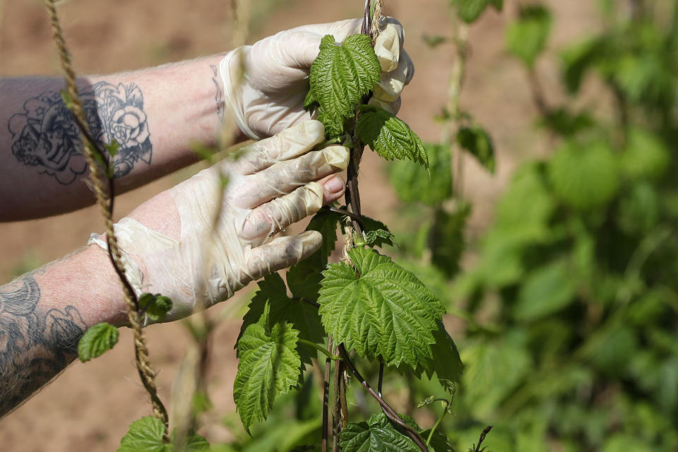 In this May 5, 2020, seasonal worker James Wodyatt trains the growing hops by winding or tying two or three shoots clockwise to each string, at Stocks Farm in Suckley, Worcestershire. Britain’s fruit and vegetable farmers have long worried that the exit from the European Union would keep out the tens of thousands of Eastern European workers who come every year to pick the country’s produce. Now, the coronavirus pandemic has brought that feared future to the present. (AP Photo/Kirsty Wigglesworth)