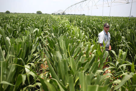 A farmer inspects his crop as they are bracing for severe crop damage from an invasion of the crop-eating armyworm at a farm in Settlers, northern province of Limpopo, February 8,2017. REUTERS/Siphiwe Sibeko