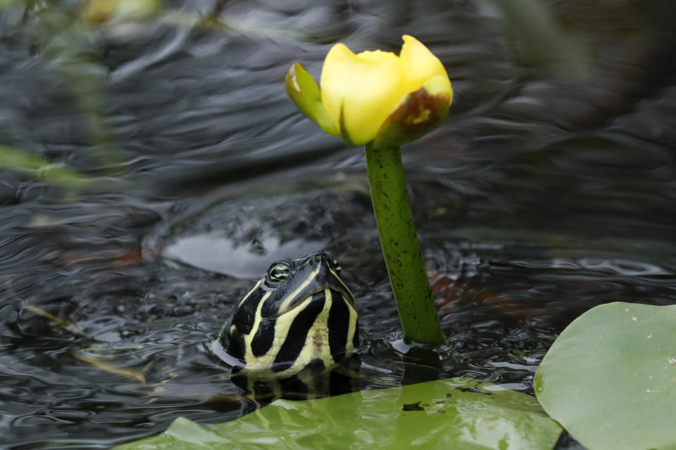 In this Friday, Oct. 18, 2019 photo, a Florida red-bellied turtle moves in to eat the flower of a lily pad in Everglades National Park, near Flamingo, Fla. (AP Photo/Robert F. Bukaty)