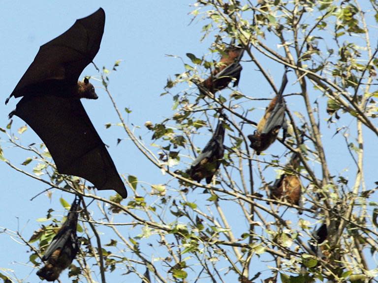 Nipah virus: What is the tropical disease killing patients in India and is there a vaccine?