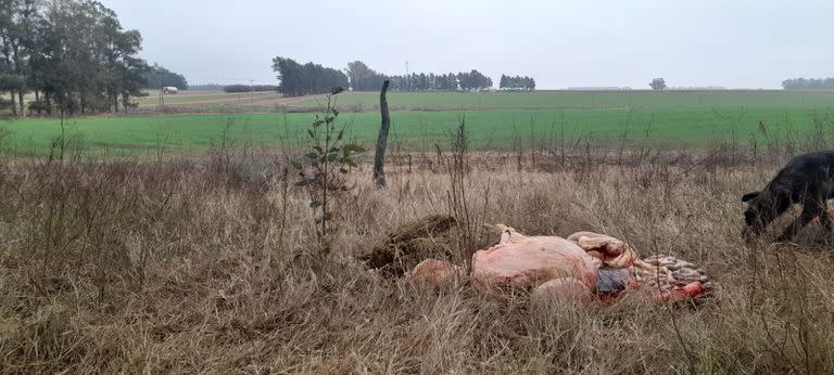 Faenaron vaquillonas en un campo de Baradero