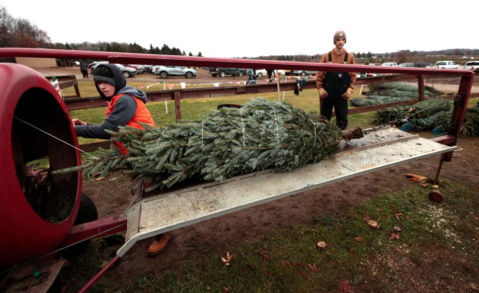 Workers from the Broadview Christmas Tree Farm in Highland work at wrapping up a Norway spruce on Saturday, Dec. 2, 2023, for a customer at the 120-acre farm that was founded in 1849.