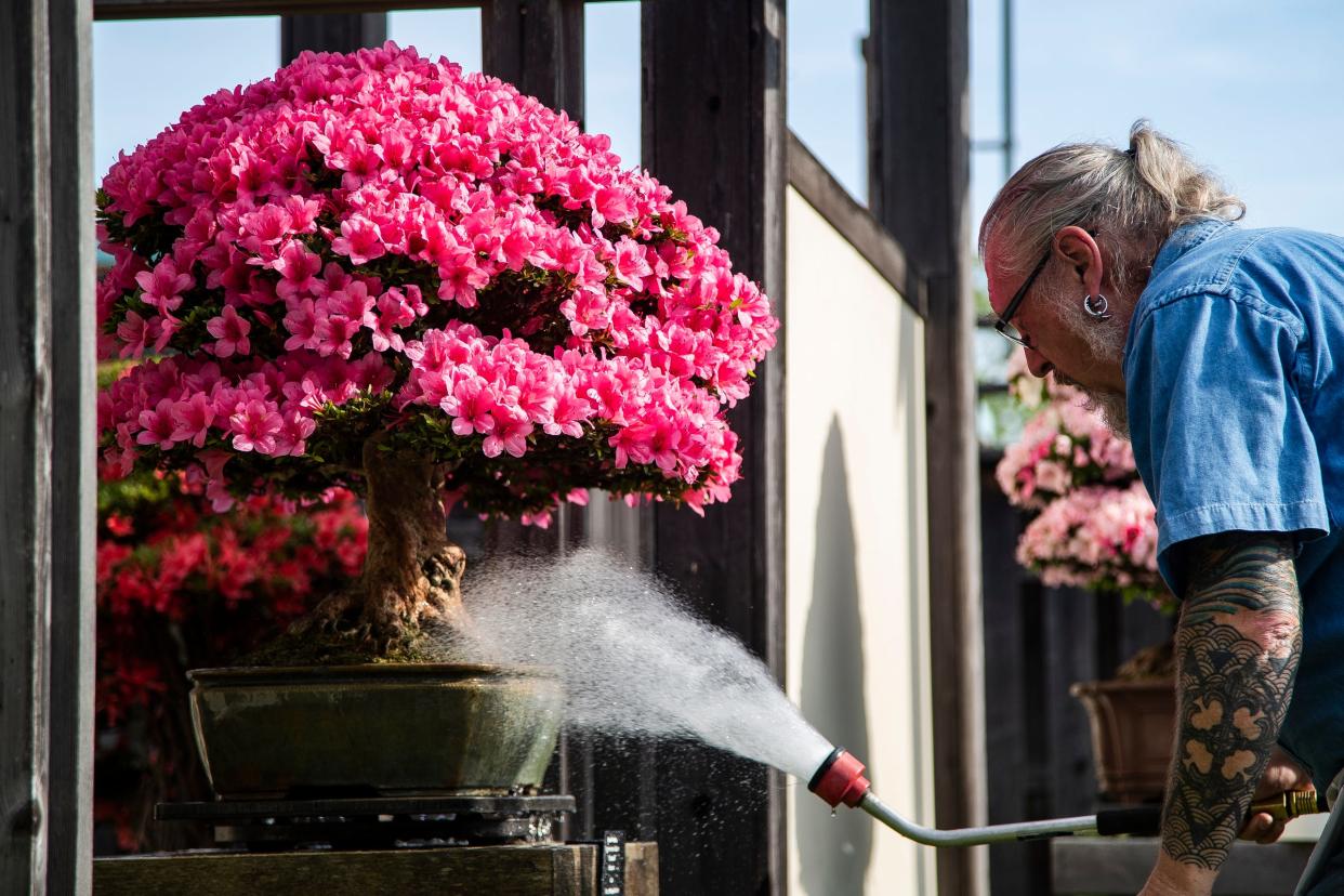 Michael Bruneau, apprentice technician, waters a bonsai Satsuki azalea tree at the Bonsai Garden of Matthaei Botanical Gardens in Ann Arbor on Tuesday, June 4, 2024.