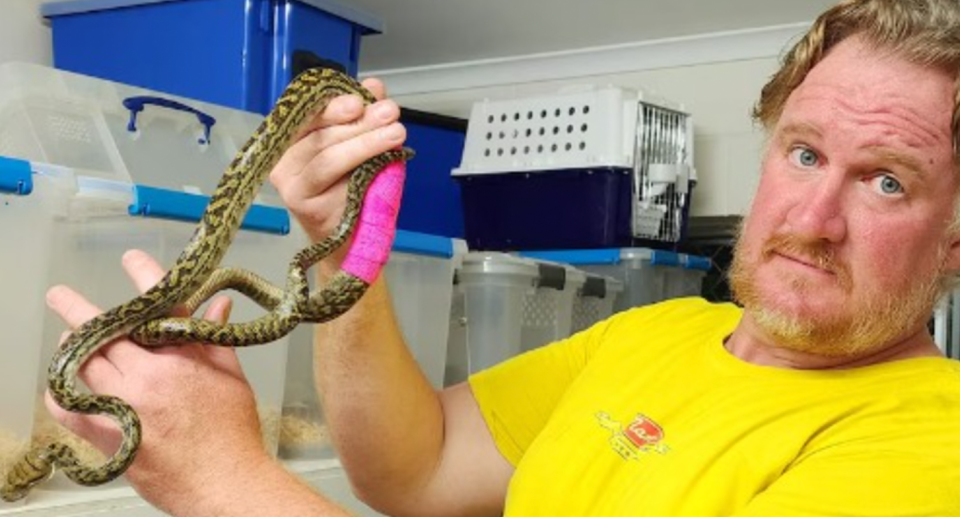 Wildlife carer Will Kemp holds the snake in his hands with a bright pink bandage on its body.