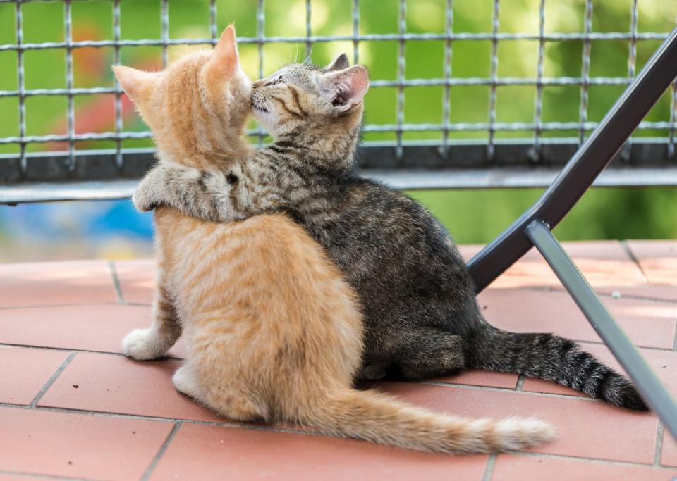 <p>These cats are literally relationship goals. Or best friend goals. Or sibling goals. You know what, they're everything goals. </p>