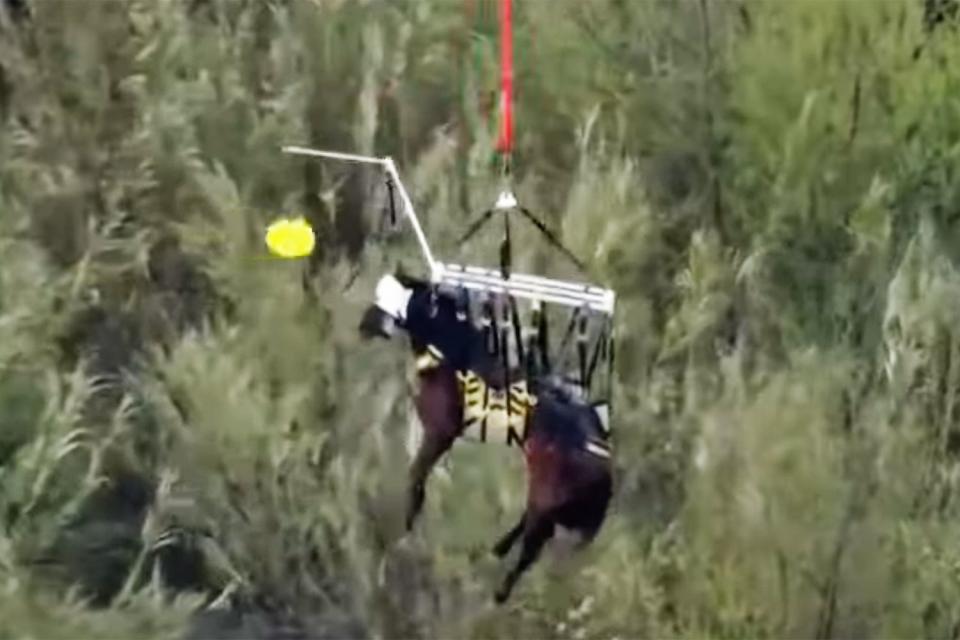 <p>KCAL News/Youtube</p> Conquistador the horse getting airlifted to safety after his rescue from California