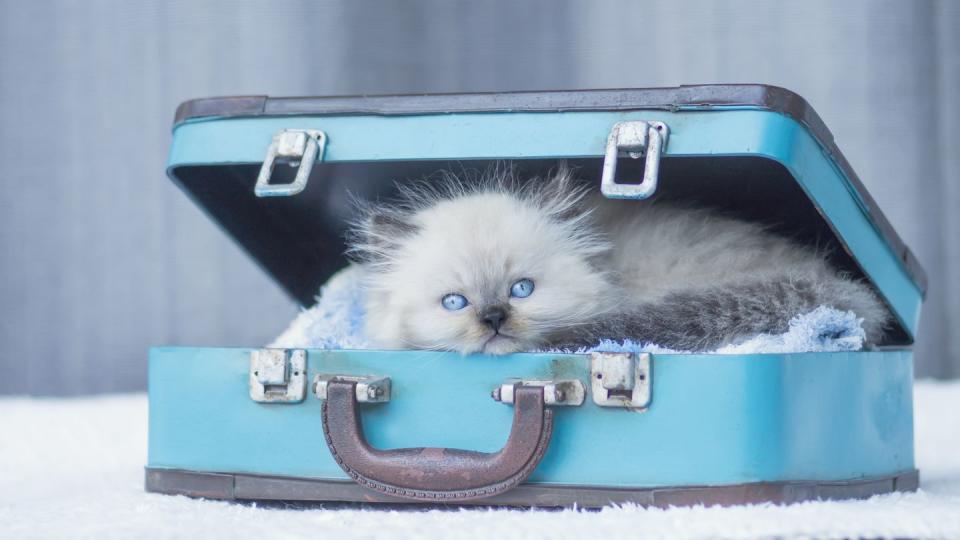 <p>We wouldn't recommend packing pack your cat in your suitcase, but do encourage you to take them on vacation to make it better. </p>