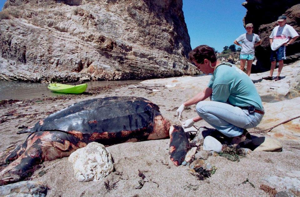 CALIFORNIA-TORTUGAS (AP)