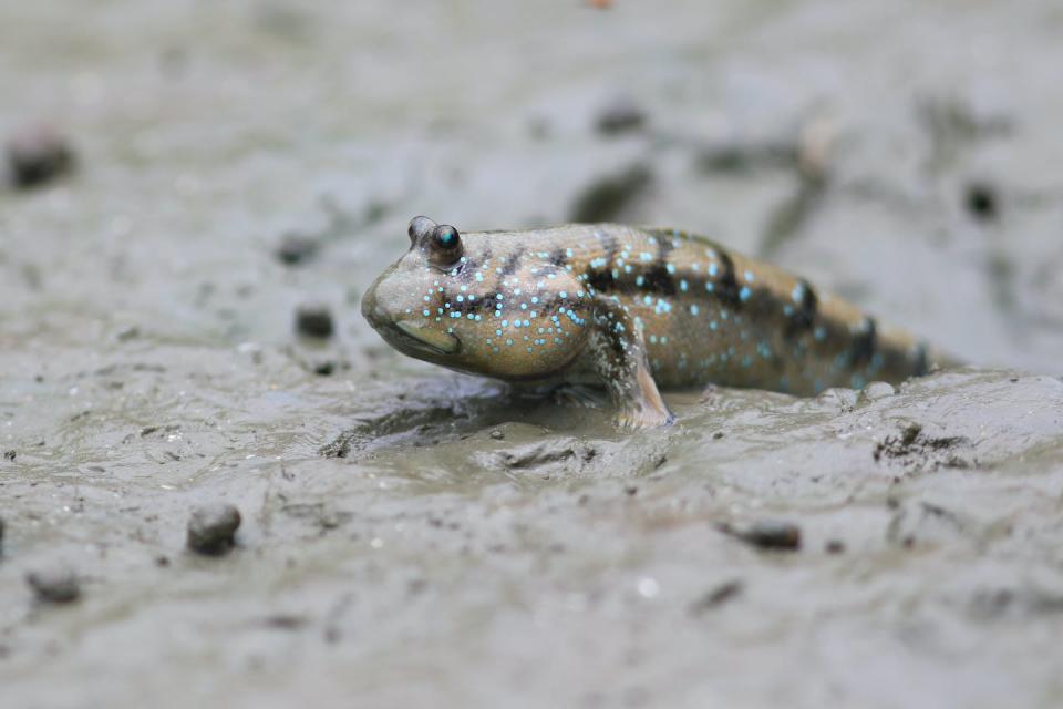 Hay 32 especies vivas de saltabarros. <a href="https://www.shutterstock.com/image-photo/mudskippers-amphibious-fish-they-family-oxudercidae-1787831792" rel="nofollow noopener" target="_blank" data-ylk="slk:Polbkt/Shutterstock;elm:context_link;itc:0;sec:content-canvas" class="link ">Polbkt/Shutterstock</a>