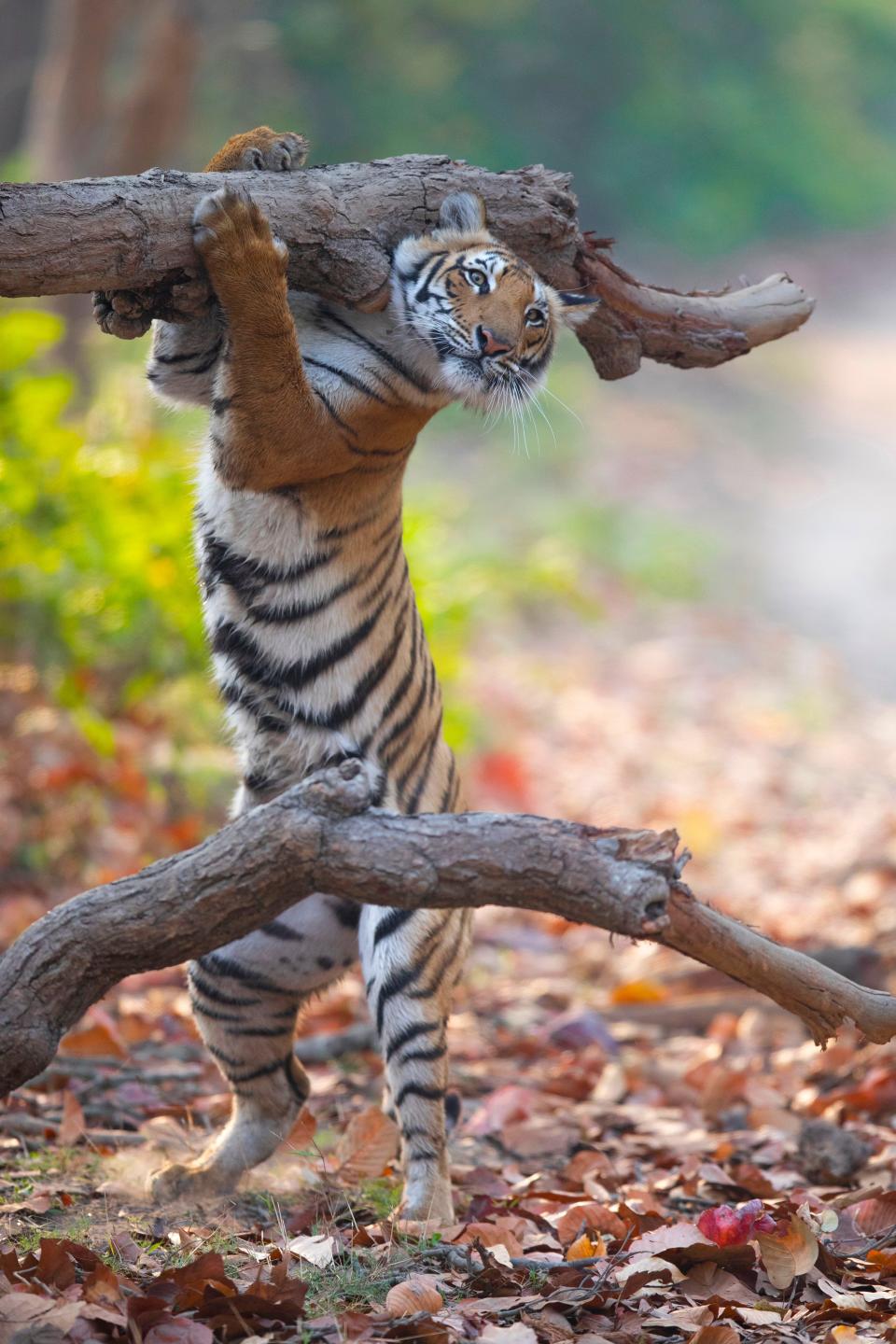 A tiger holding a fallen tree trunk.
