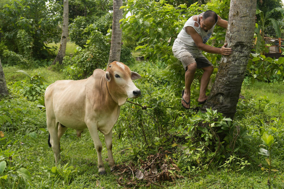 A farmer ties his cow as they bring them to a pooling center outside the 6-kilometer "permanent danger zone" near Mayon Volcano in Daraga, Albay province, northeastern Philippines, Sunday, June 11, 2023. Thousands of villagers have been forced to leave rural communities within a 6-kilometer radius of Mayon volcano's crater in Albay province. (AP Photo/Aaron Favila)