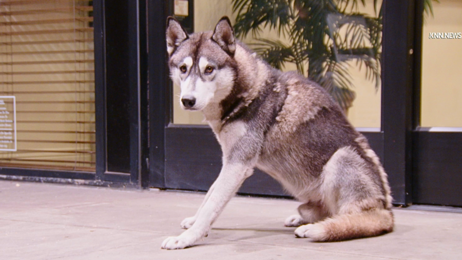 Husky shot in Los Angeles