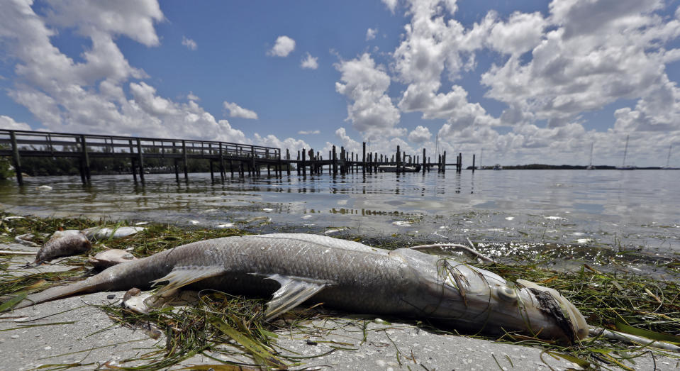 FILE- In this Aug. 6, 2018, file photo, a dead Snook lies dead due to red tide in Bradenton Beach, Fla. Florida is creating a public-private partnership to research how to control and alleviate red tide blooms. Republican Gov. Ron DeSantis signed a bill Thursday, June 20, 2019, that establishes a partnership between the Florida Fish and Wildlife Conservation Commission and Mote Marine Laboratory to research the blooms that have killed wildlife, caused respiratory problems and hurt tourism.(AP Photo/Chris O'Meara, File)