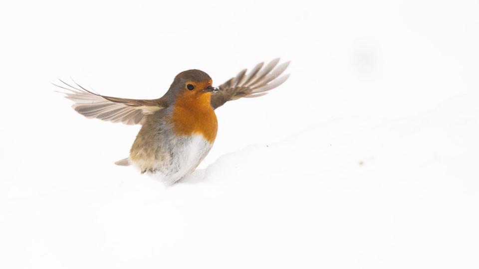 Ein Rotkehlchen sucht im Schnee nach Futter.