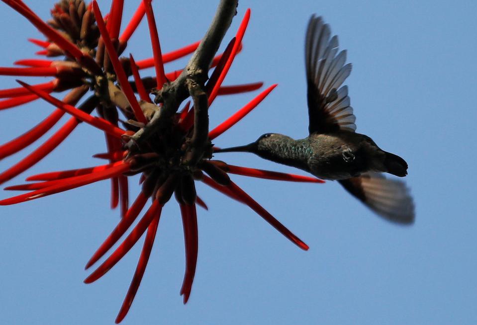 Hummingbird flies up to the flower in the flower garden at the faculty of Higher Studies Iztacala on the outskirts of Mexico City, Mexico February 21, 2020. Picture taken on February 21, 2020. REUTERS/Carlos Jasso