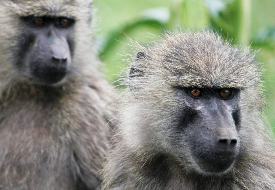 A file photo of an olive baboon, similar to the one killed at Promised Land Zoo in Branson.