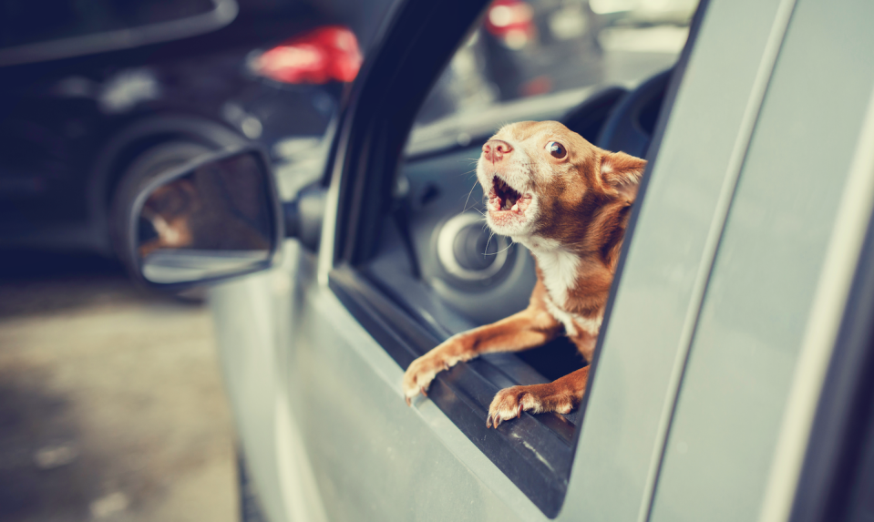 A call for assistance. <a href="https://www.gettyimages.com/detail/photo/dog-looking-out-the-car-window-at-parking-area-royalty-free-image/962077654" rel="nofollow noopener" target="_blank" data-ylk="slk:Seregraff/iStock/Getty Images Plus;elm:context_link;itc:0;sec:content-canvas" class="link ">Seregraff/iStock/Getty Images Plus</a>