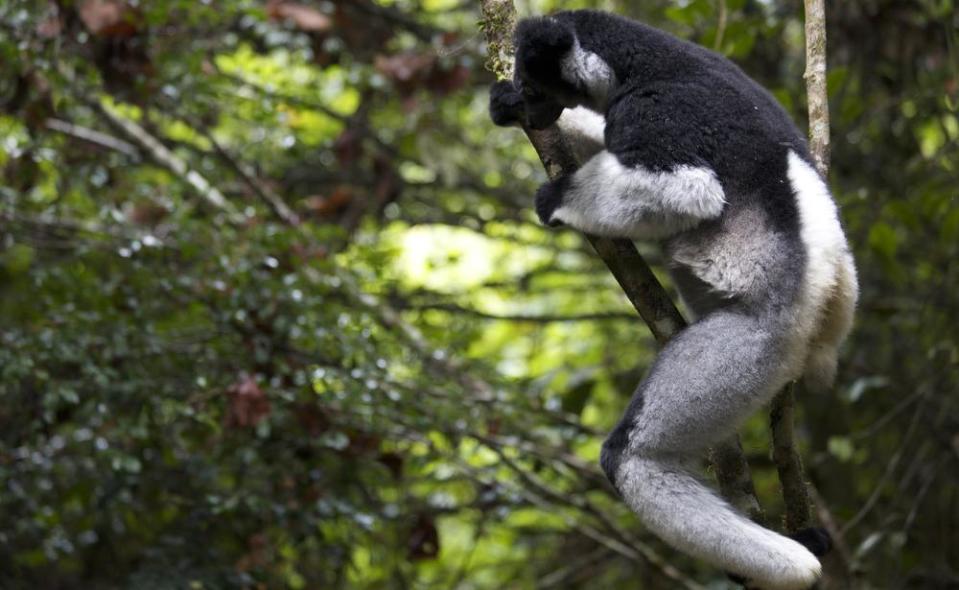 Lemur outside room, Andasibe Hotel.