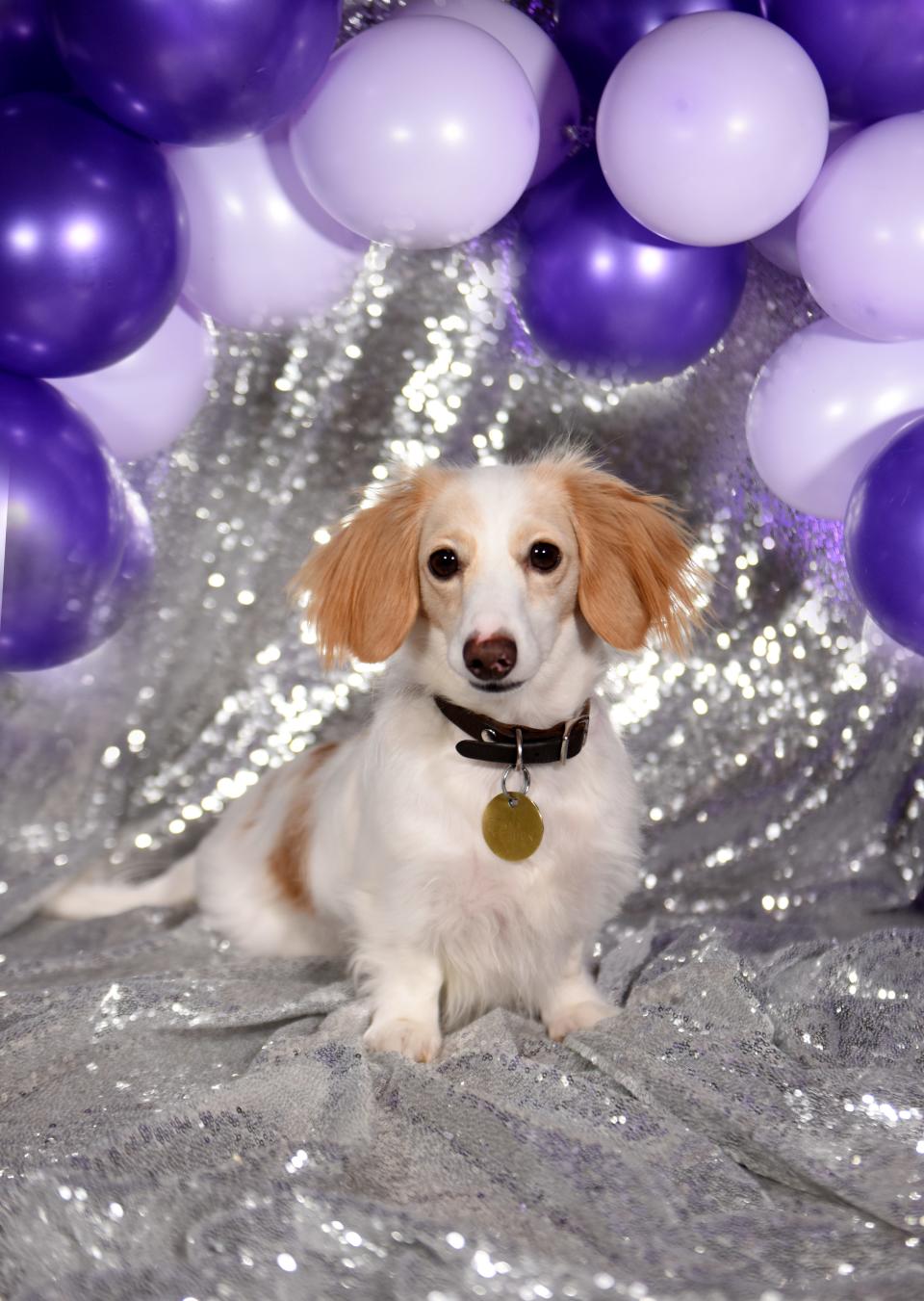 Penny Lane is a dachshund, owned by Anna Gleason and Ben O'Bryan, who is part of the Robinson's Rescue 2022 Best in Sheaux homecoming court. 