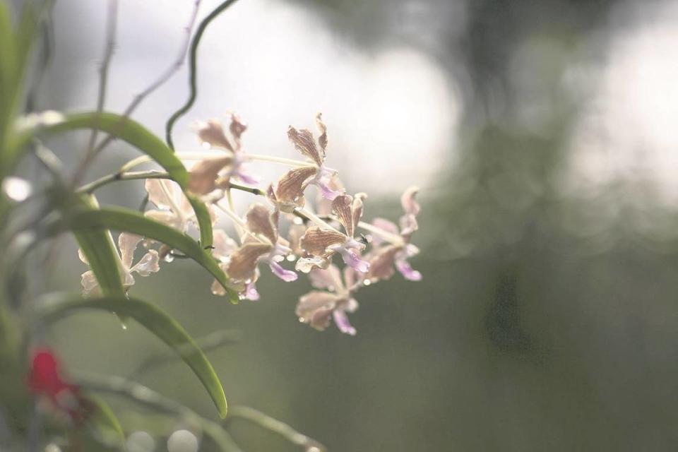 Acuario, en un rincón especial de tu hogar coloca una flor de orquídea junto a una figura del buda de la felicidad y una vela color violeta o de azul intenso.