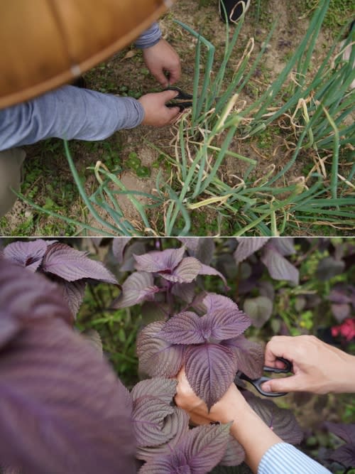 豆腐味噌湯裡的蔥花、紫蘇煎蛋的紫蘇葉，都從菜田裡自己採收。