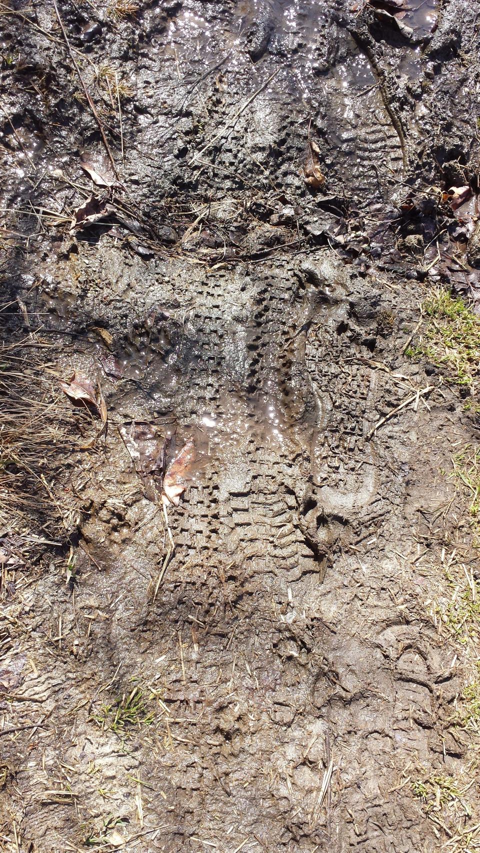 Mountain bike tracks are seen in mud along the trail network at Mobbs Farm in Jericho in April 2015. The area was technically closed to mountain biking during the early season, due to the potential for additional trail damage from bikes.