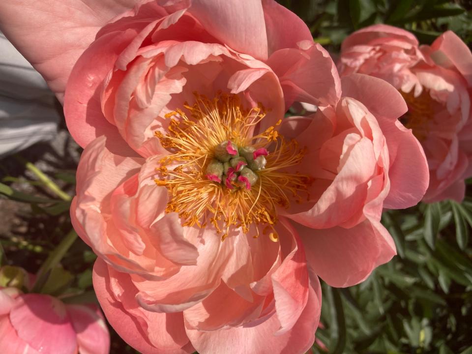 There are always delicate details to appreciate, and photograph, at Longwood Gardens.