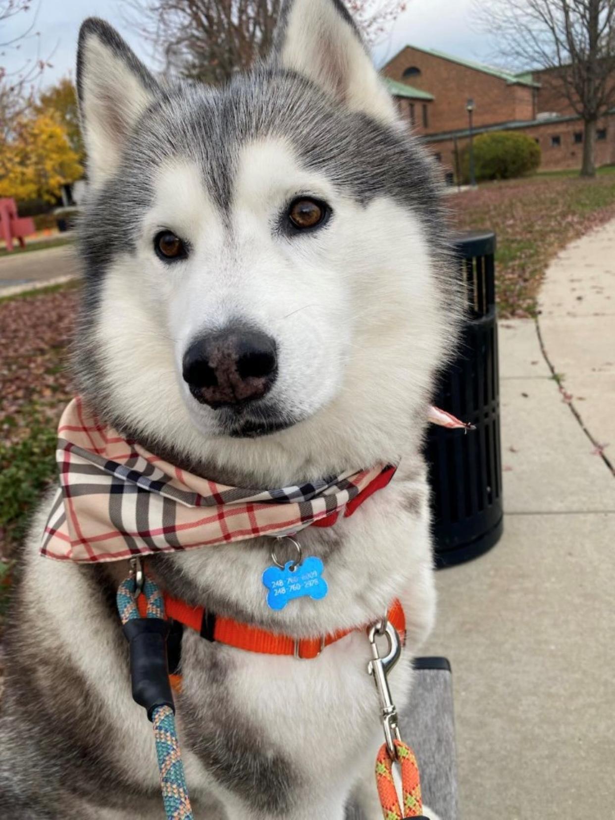 Kai Rosin, an 8-year-old Siberian husky, is owned by Leslie Rosin, who says Kai is “my best friend and is the best support anyone could ask for.”