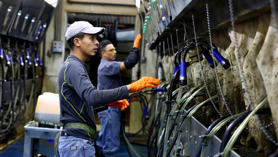 Eddy Aquilera, left, works in the milking parlor at Ripp's Dairy Valley farm, Sept. 12, 2017. Aquilera, who has worked at the farm for four years, is one of 11 immigrant workers there.