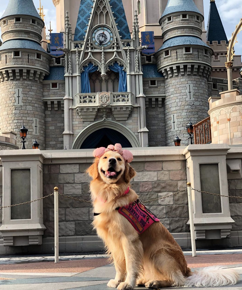 Service dog Nala in one of her favorite places: Disney World. (Photo courtesy of @helperdognala)