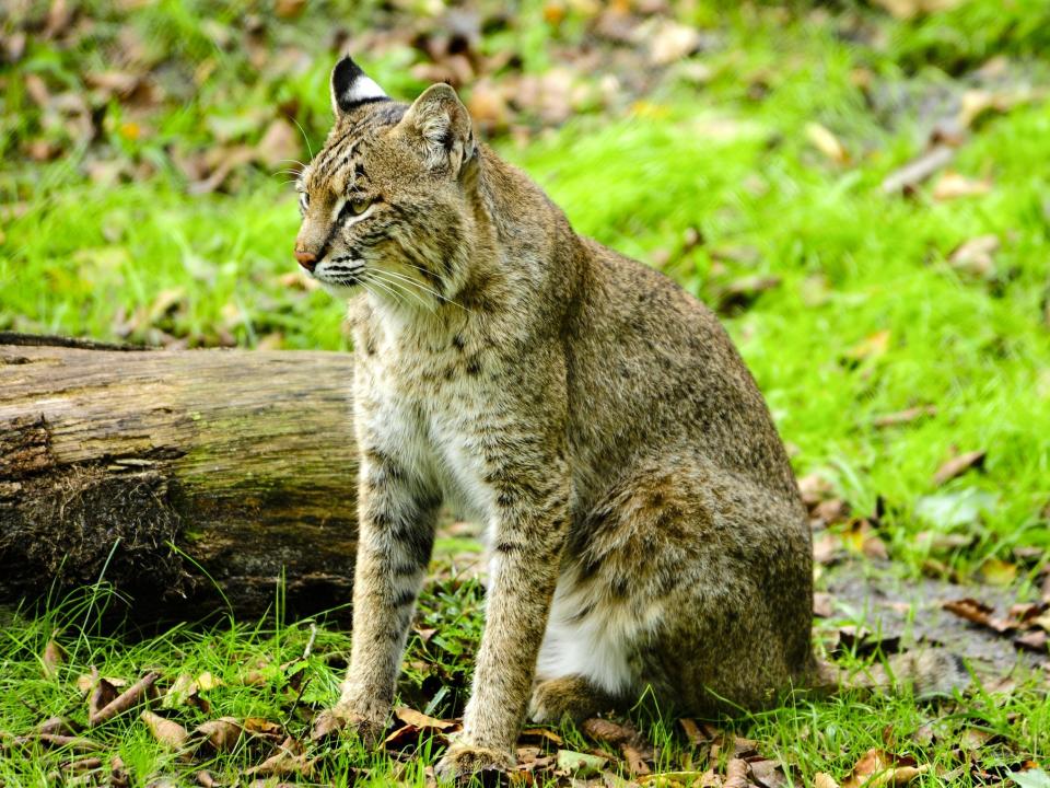 florida bobcat