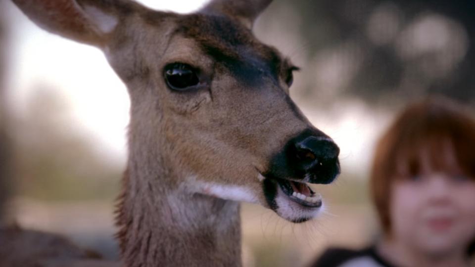 Operating On A Deer (Season 4, Episode 1)