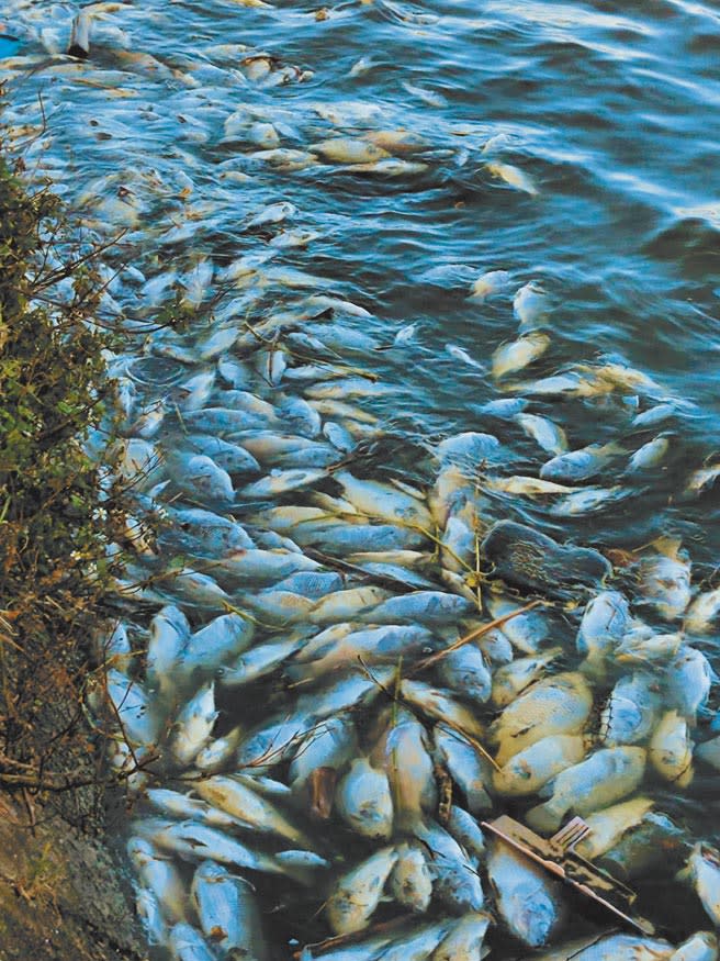 桃園埤塘養殖業傳出遲發性寒害，大批台灣鯛在天氣回暖後，紛紛浮上水面，數量多達20萬隻。（黃婉婷攝）