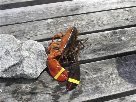An extremely rare, two-toned, half-orange, half-brown lobster caught off the coast of Maine is pictured in this undated handout photo. REUTERS/Anna Mason/Ship to Shore Lobster Co./Handout
