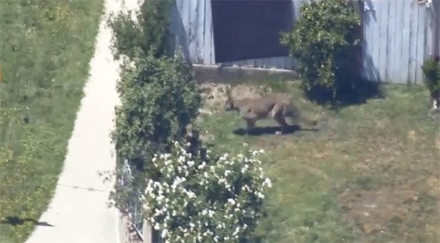 A mountain lion was reported prowling in a LA neighbourhood. Source: KCBS-TV