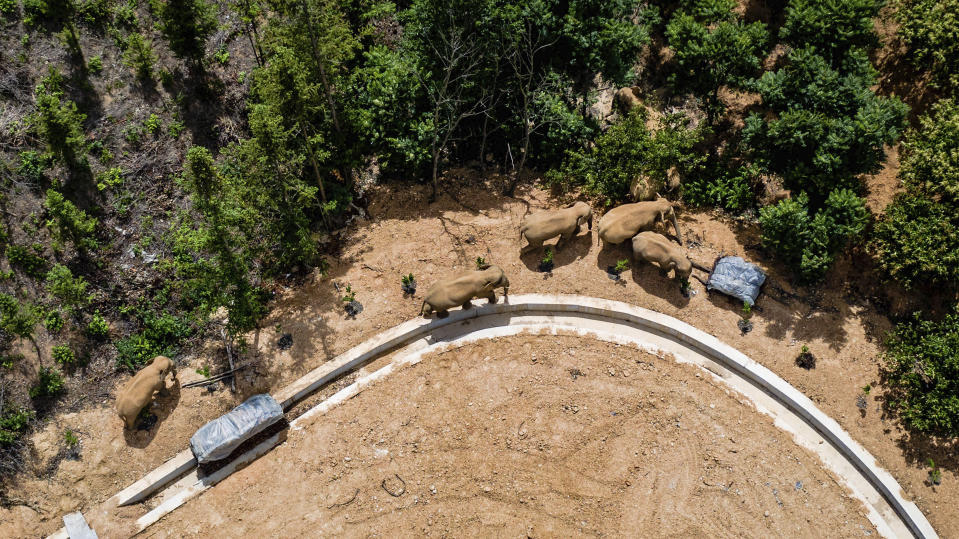 FILE - In this aerial file photo taken May 28, 2021, and released by China's Xinhua News Agency, a herd of wild Asian elephants walks in E'shan county in southwestern China's Yunnan Province. A herd of 15 wild elephants that walked 500 kilometers (300 miles) from a nature reserve in China's mountain southwest were approaching the major city of Kunming on Wednesday, June 2, as authorities rushed to try to keep them out of populated areas. (Hu Chao/Xinhua via AP, File)