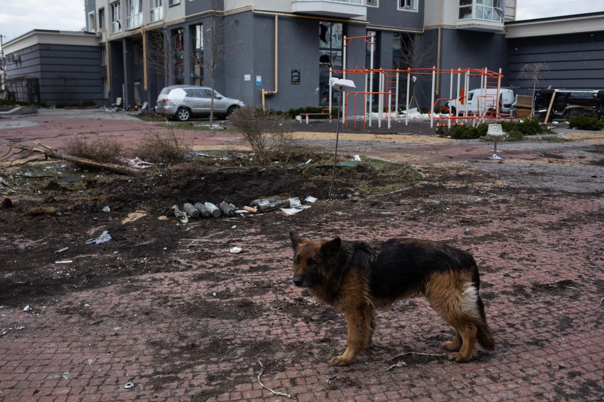 A dog stands near the shellfire crater in the residential area on April 4, 2022 in Bucha, Ukraine.