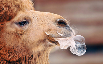 Froth From a Camel's Mouth