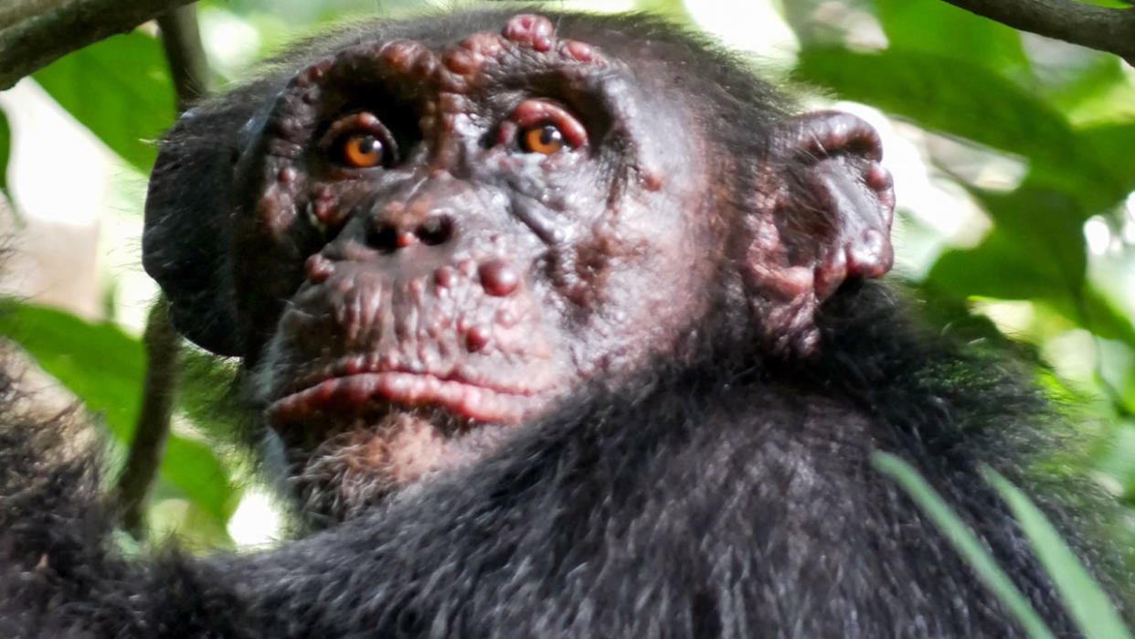 Imagen de Woodstock, macho de chimpancé del Parque Nacional Taï de Costa de Marfil afectado por lepra. (Crédito imagen Tai Chimpanzee Project).