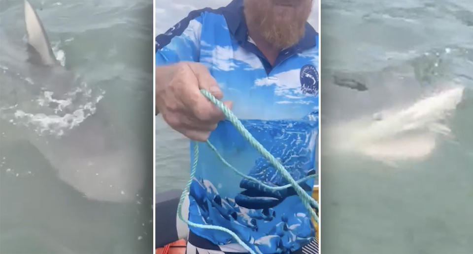 Bull sharks appear at the surface of the water as two fisherman bait the water