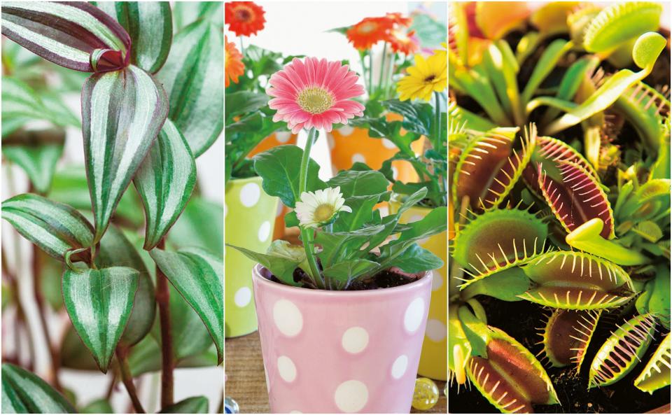 <p><strong><a href="https://www.housebeautiful.com/uk/garden/plants/a177/houseplant-mistakes/" rel="nofollow noopener" target="_blank" data-ylk="slk:Houseplants;elm:context_link;itc:0;sec:content-canvas" class="link ">Houseplants</a> shouldn't just be limited to the living room. When it comes to <a href="https://www.housebeautiful.com/uk/decorate/bedroom/a2108/kids-bedroom-ideas-furniture/" rel="nofollow noopener" target="_blank" data-ylk="slk:kids' bedrooms;elm:context_link;itc:0;sec:content-canvas" class="link ">kids' bedrooms</a>, choose plants that 'have something quirky about them, even verging on the macabre,' Ian Drummond and Kara O'Reilly suggest in their new book, At Home With Plants. 'A good approach is to choose plants that can be dotted in among their books and bits and pieces.'</strong></p><p>And of course, 'choose varieties that can take a fair bit of neglect,' they advise. With this in mind, take a look at 12 plants ideal for children's spaces – bedroom, playroom or study room – in this extract from <a href="https://www.amazon.co.uk/At-Home-Plants-Ian-Drummond/dp/1784721948?tag=hearstuk-yahoo-21&ascsubtag=%5Bartid%7C2060.g.151%5Bsrc%7Cyahoo-uk" rel="nofollow noopener" target="_blank" data-ylk="slk:At Home With Plants;elm:context_link;itc:0;sec:content-canvas" class="link ">At Home With Plants</a>.</p>