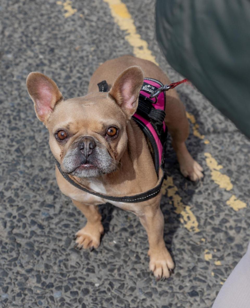 The Northern Echo: Dogs at Bishop Auckland Food Festival.