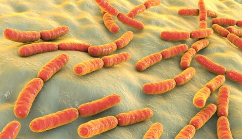   <span class="attribution"><a class="link " href="https://www.shutterstock.com/image-illustration/bacteria-lactobacillus-3d-illustration-normal-flora-1104385652" rel="nofollow noopener" target="_blank" data-ylk="slk:Kateryna Kon/Shutterstock;elm:context_link;itc:0;sec:content-canvas">Kateryna Kon/Shutterstock</a></span>